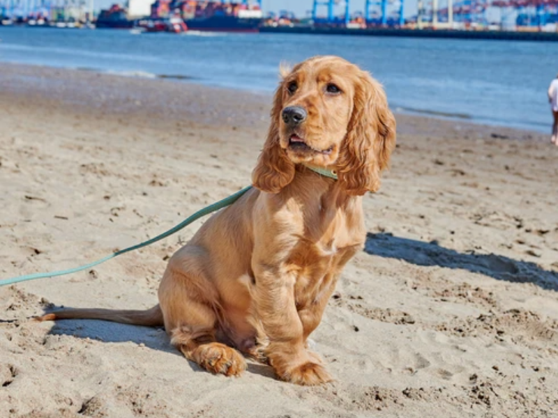 Die schönsten Hundestrände Deutschlands