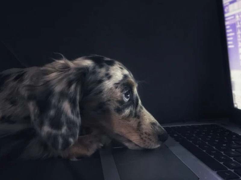 Hunde und Technologie