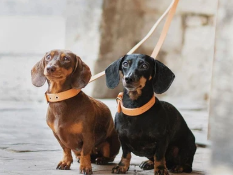 Dachshund Nappaleder Kollektion