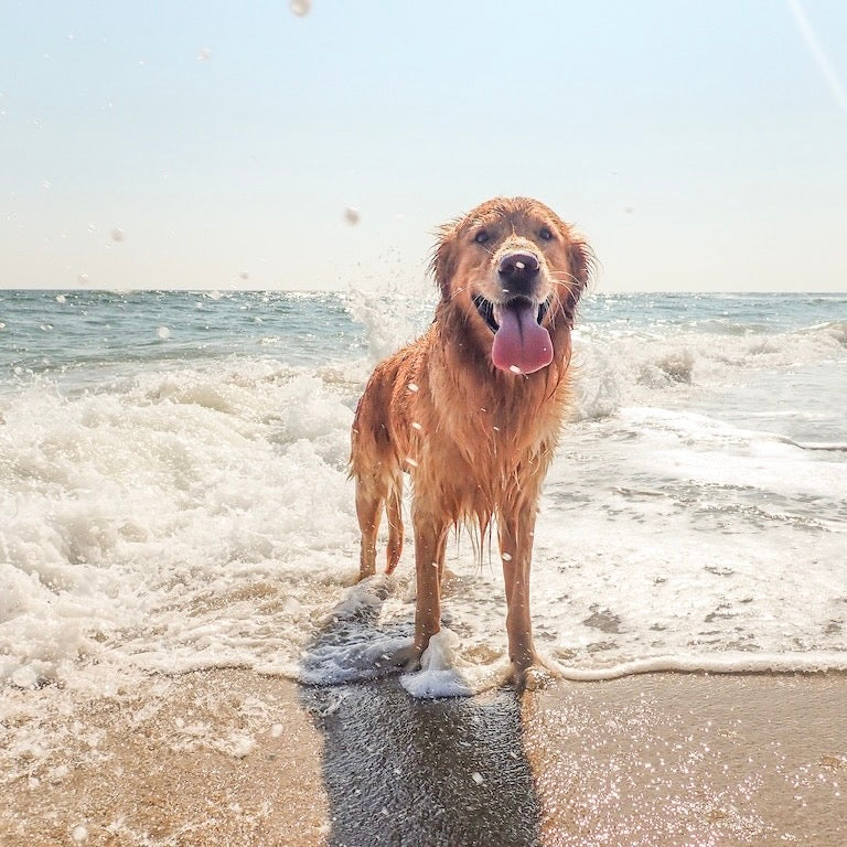 Sicherheit beim Schwimmen mit dem Hund