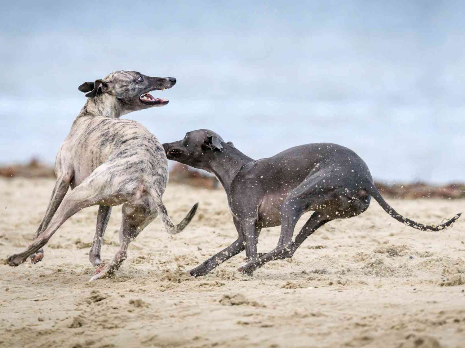 is the greyhound legal in laos