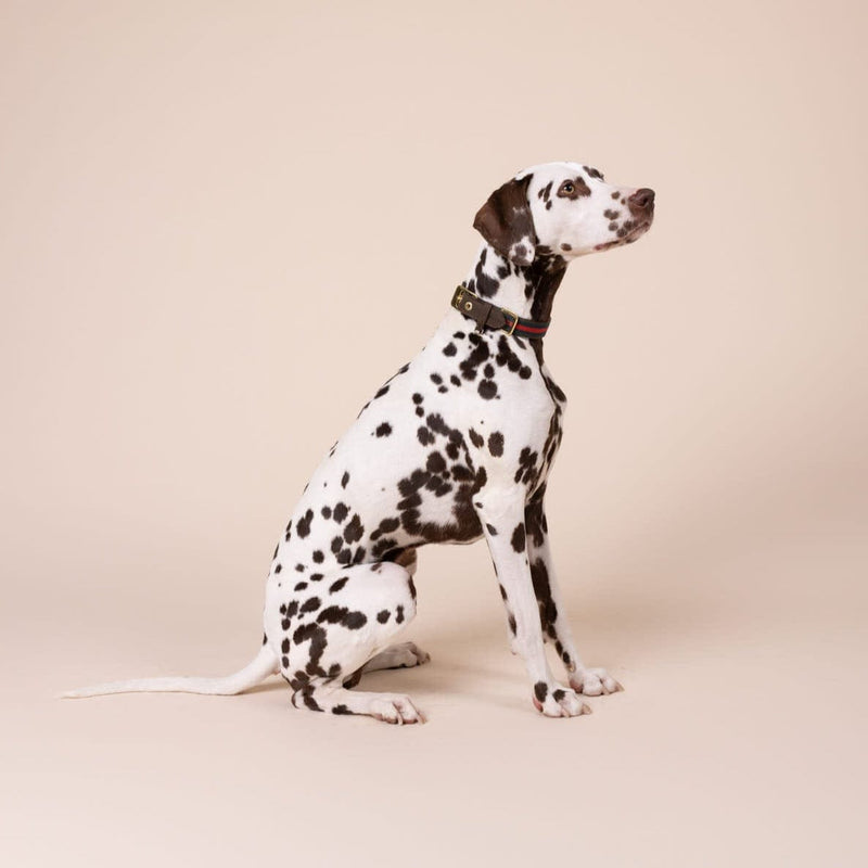 William Walker Leder Hundehalsband Florence // Limited