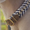 Weimaraner mit William Walker Hanseatic Halsband